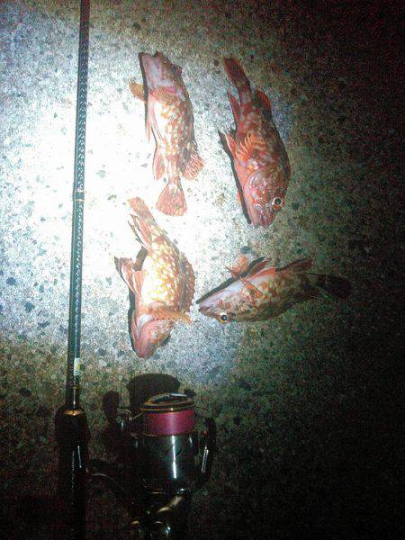 新しいくっそ安いワームでガシリングの巻